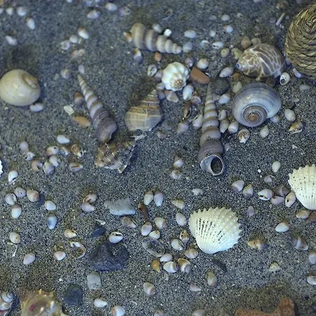 Almyris אדאמאס